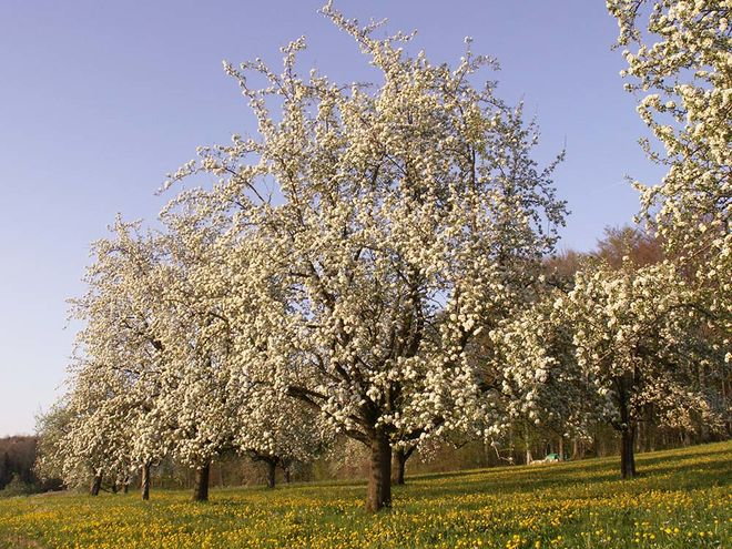 Zoom: 8_fruhling_im_haldacher_in_oberschongau_s.m..jpg