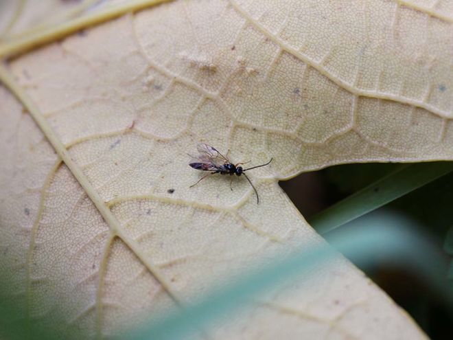 Zoom: img_3020.jpg