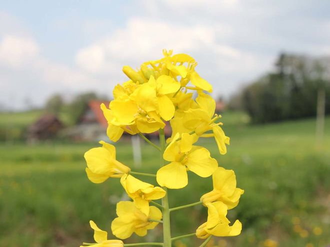 Zoom: img_1040.jpg