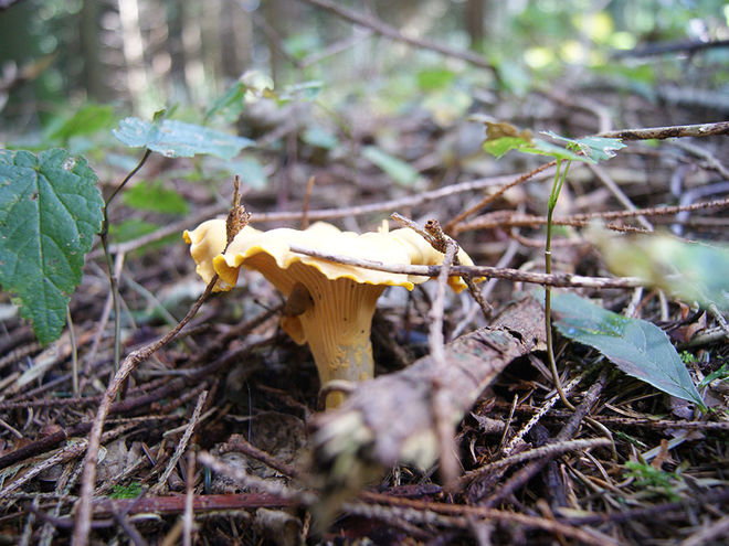 Zoom: dsc02528.jpg