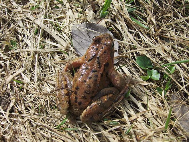 Zoom: laubfrosch.jpg