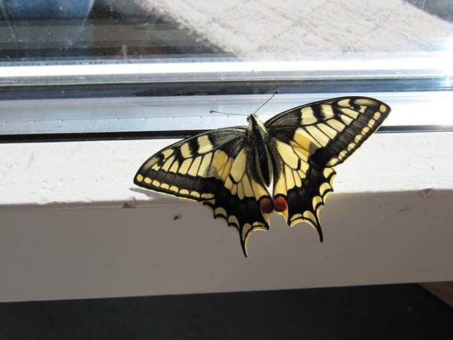 Zoom: img_6013.jpg