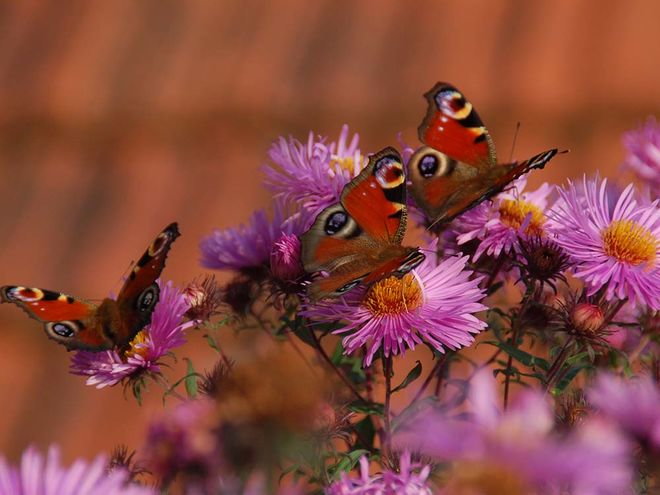 Zoom: susanne_gerig-_im_garten_in_der_troleten.jpg