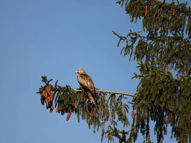 Zoom: img_0605.jpg