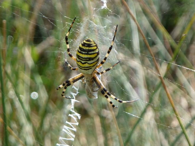 Zoom: susanne_gerig_biosphare_troleten.jpg