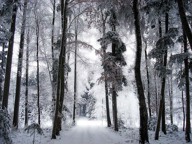 Zoom: licht_im_ruedikerwald-_foto_margrit_brunner-_peyerhof_2-_schongau.jpg