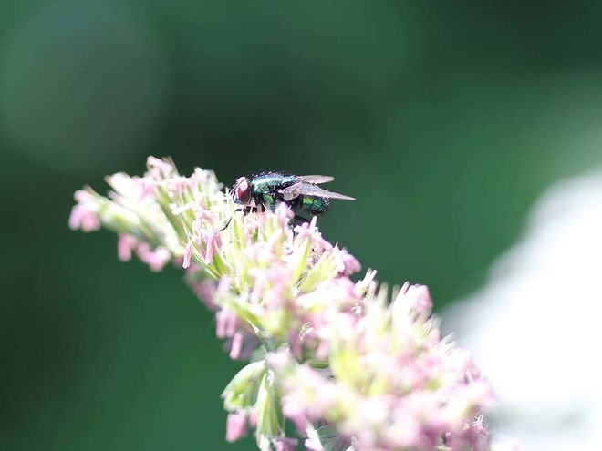 Zoom: img_1242.jpg