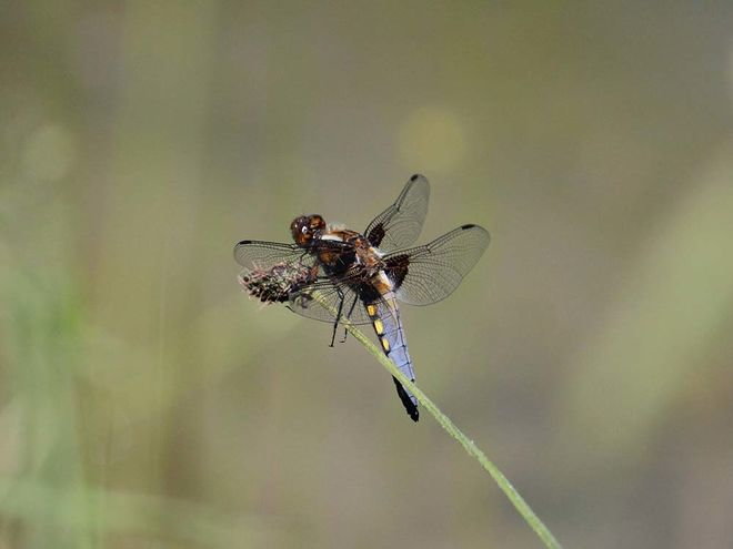 Zoom: img_1168.jpg
