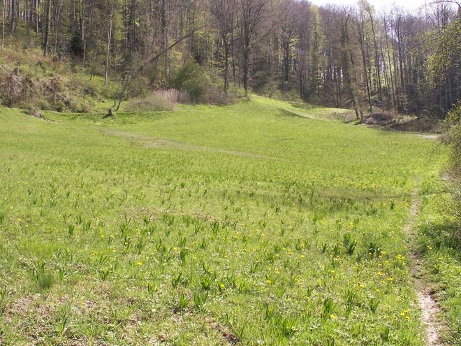 Zoom: 13_fruhling_im_gitzitobel_s.m..jpg