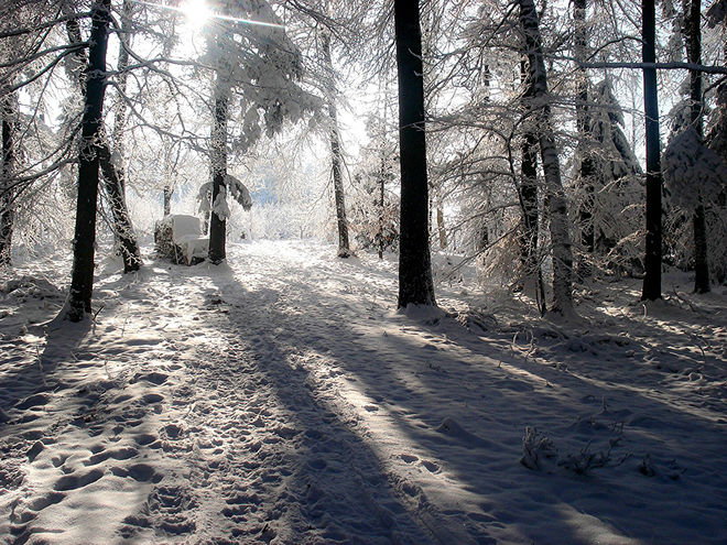 Zoom: zuoberst_im_ruedikerwald-_foto_margrit_brunner-_peyerhof_2-_schongau.jpg
