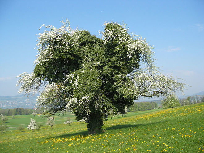 Zoom: 126_2619.jpg