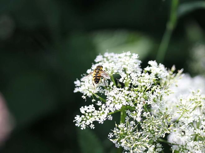 Zoom: img_1241.jpg