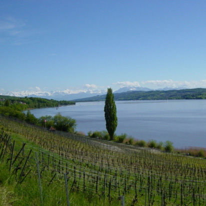 hallwilersee.jpg hallwilersee.jpg